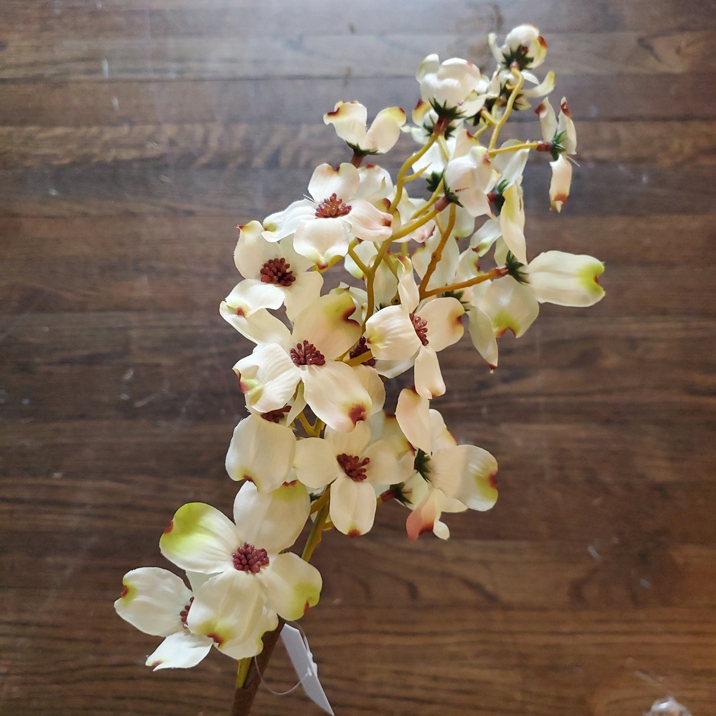 Floral - English Dogwood