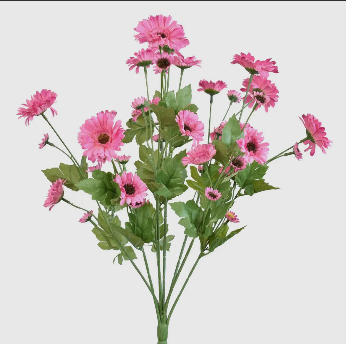 Mini gerbera daisy bush