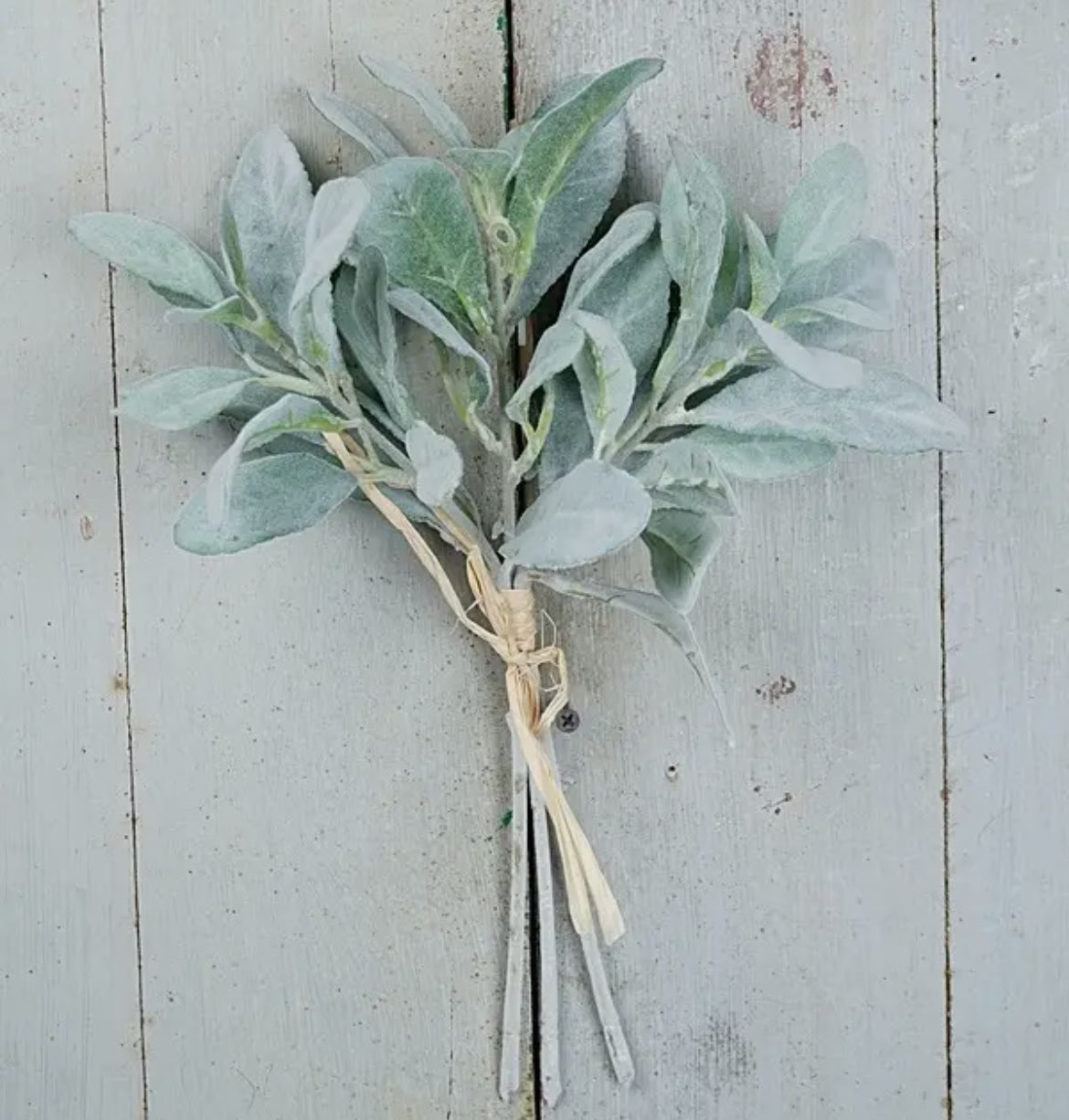 Flocked lambs ear bush