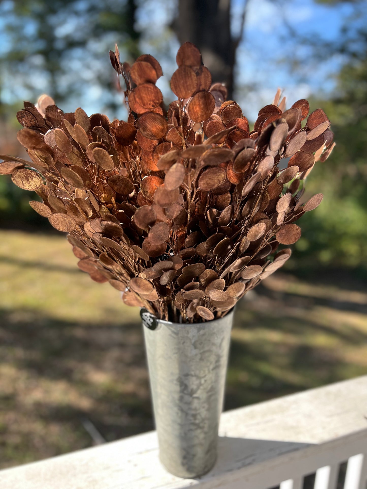 Metallic eucalyptus stem