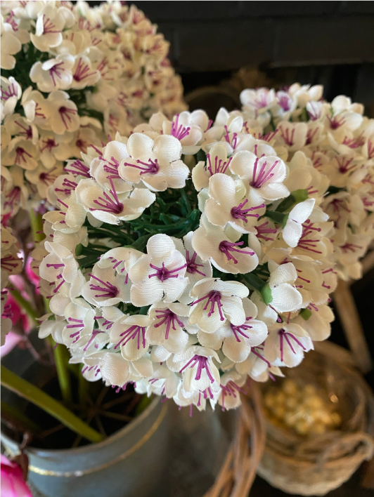 Hydrangea