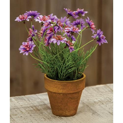 Potted star daisy lavender