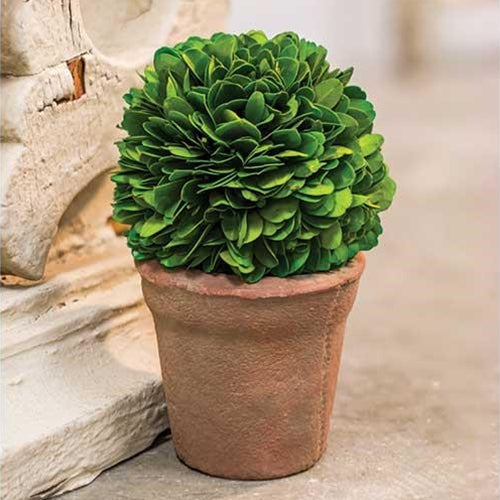 Potted boxwood
