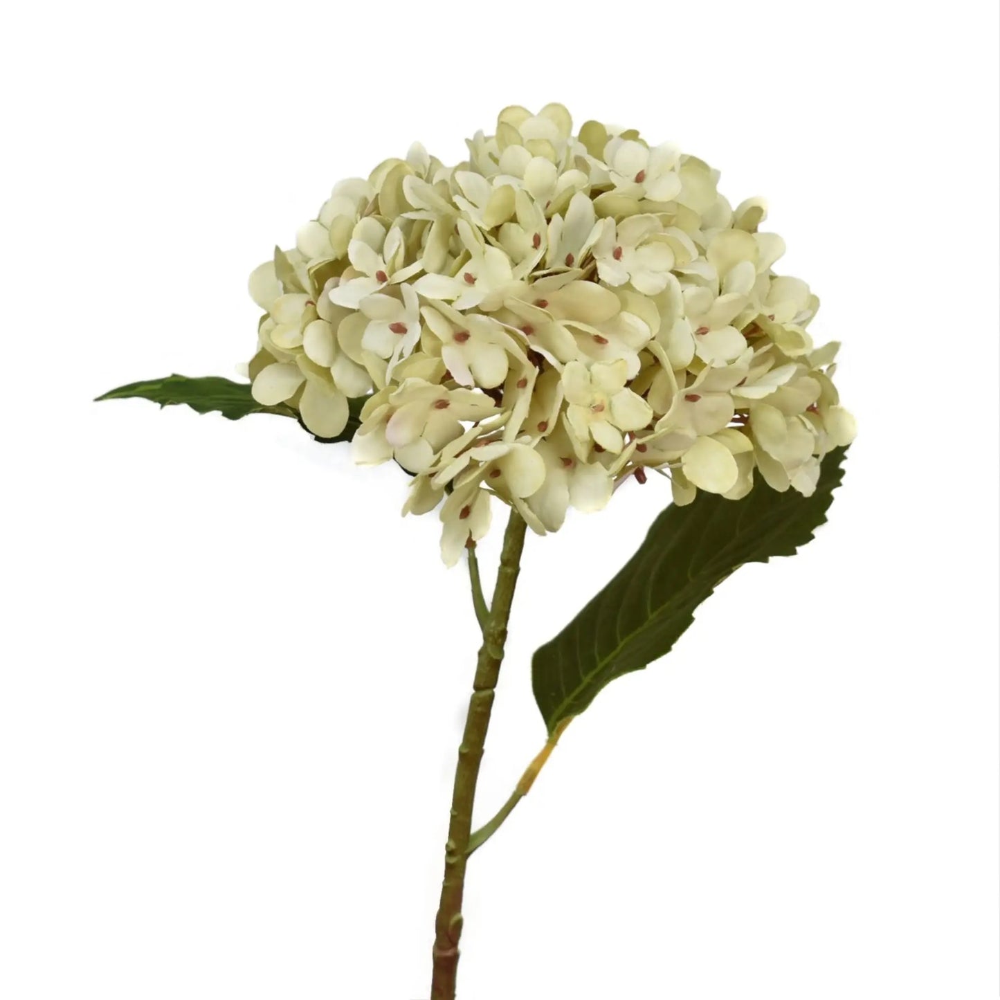 Hydrangea