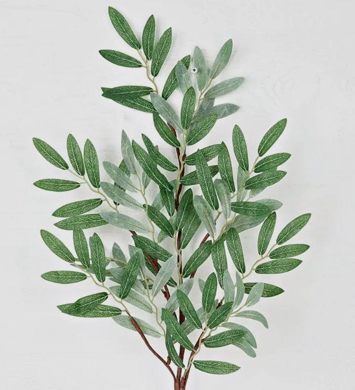 Olive leaves branch