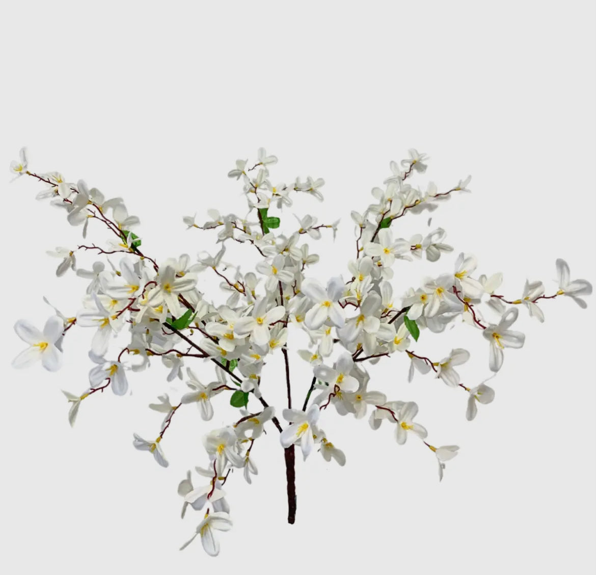 Tweedia bush cream