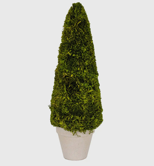 Boxwood Topiary