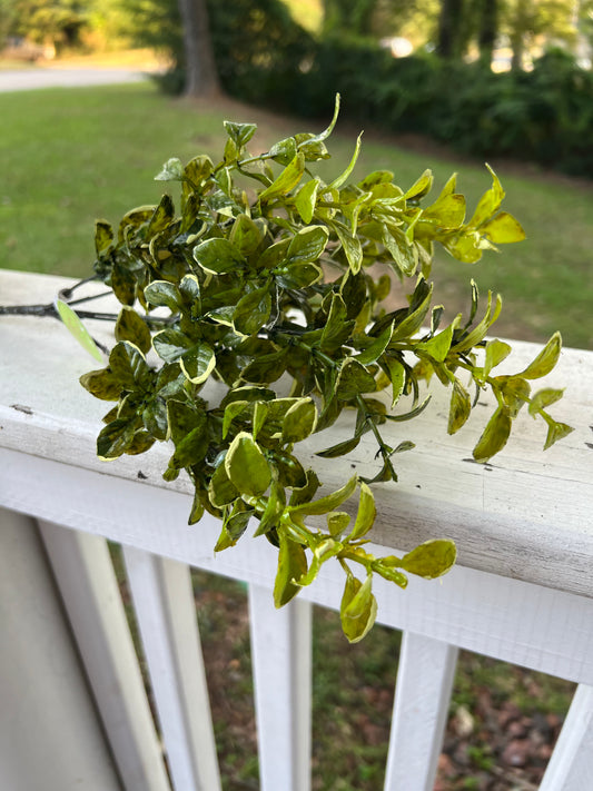 Greenery - Boxwood Bush