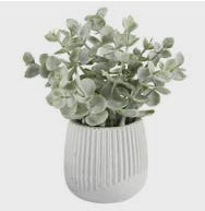 Eucalyptus in striped pot