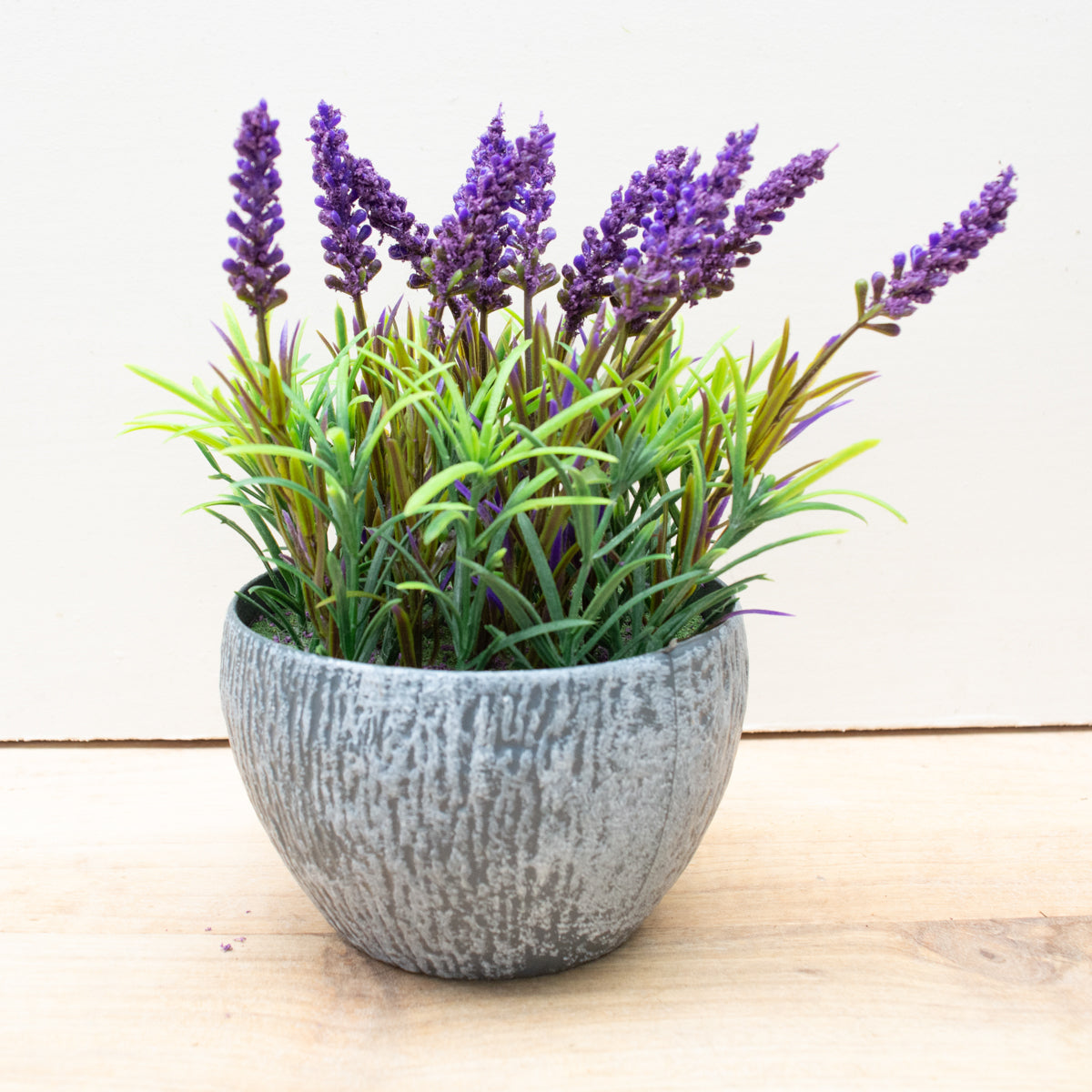 Potted lavender